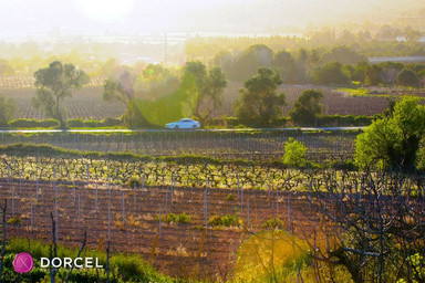 Angelika, an indecent story