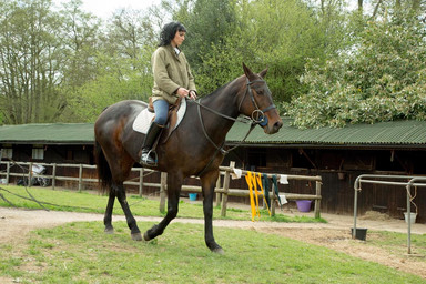 Les Etalons de Mademoiselle