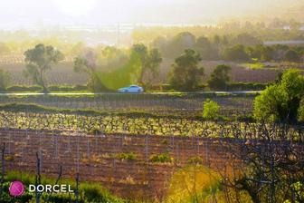 Angelika, an indecent story